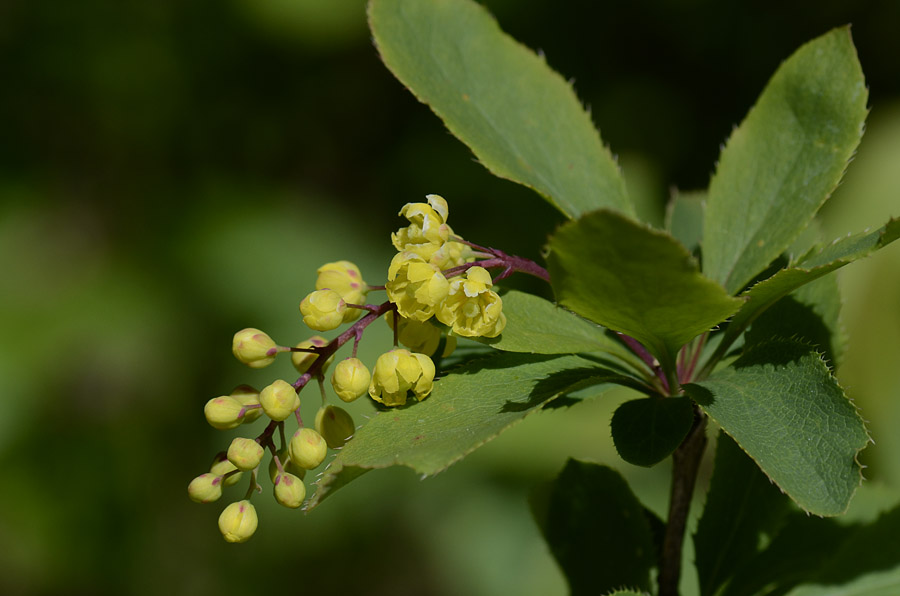 Berberis vulgaris, frutti e fiori
